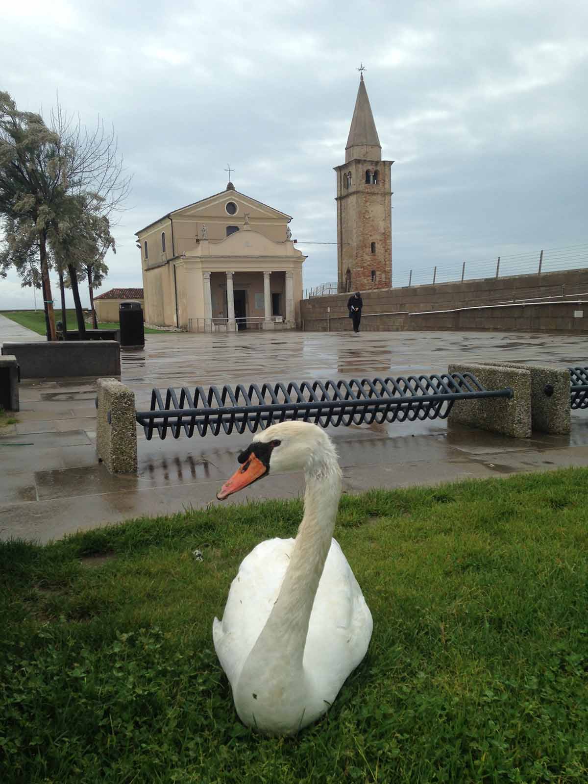  CAORLE: CIGNO FERITO, ARRIVA IL VETERINARIO CHIAMATO DA UN PASSANTE